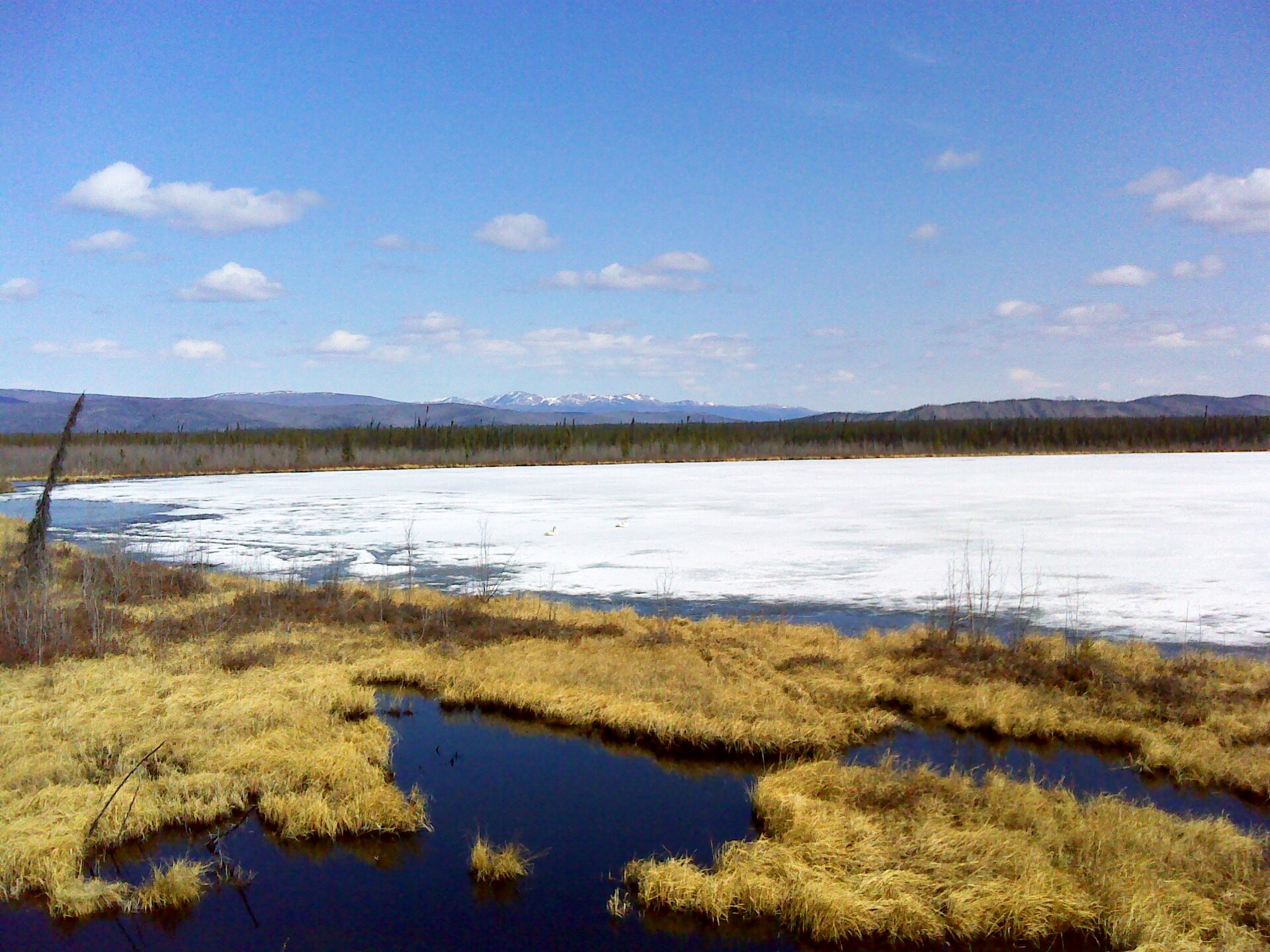 Swans on Frozen Dot Lake — Alaska