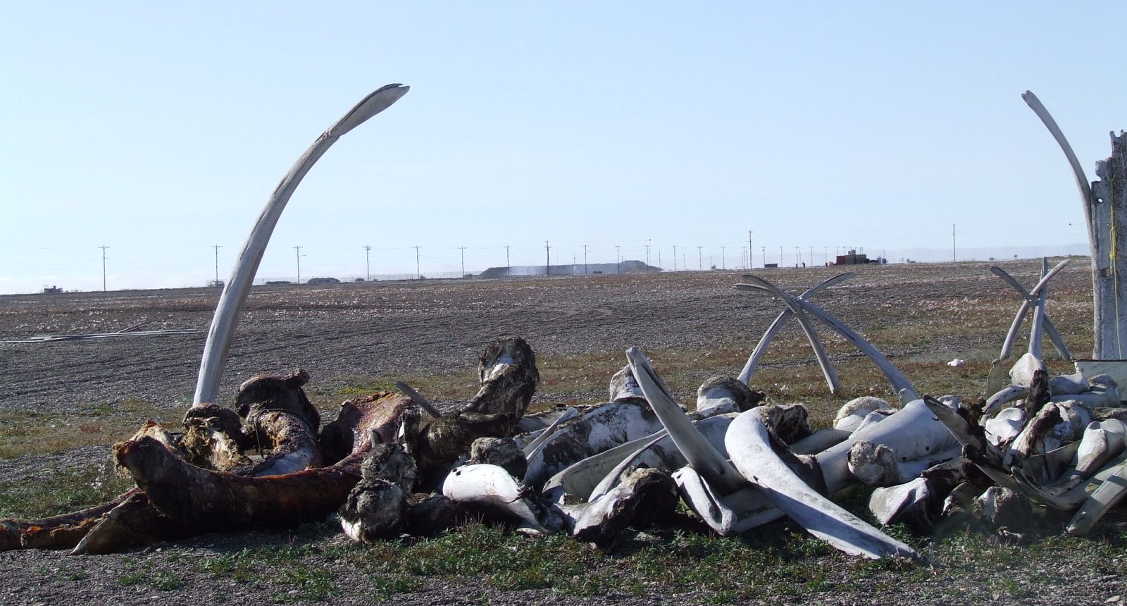 Whale bones in Point Hope, Alaska