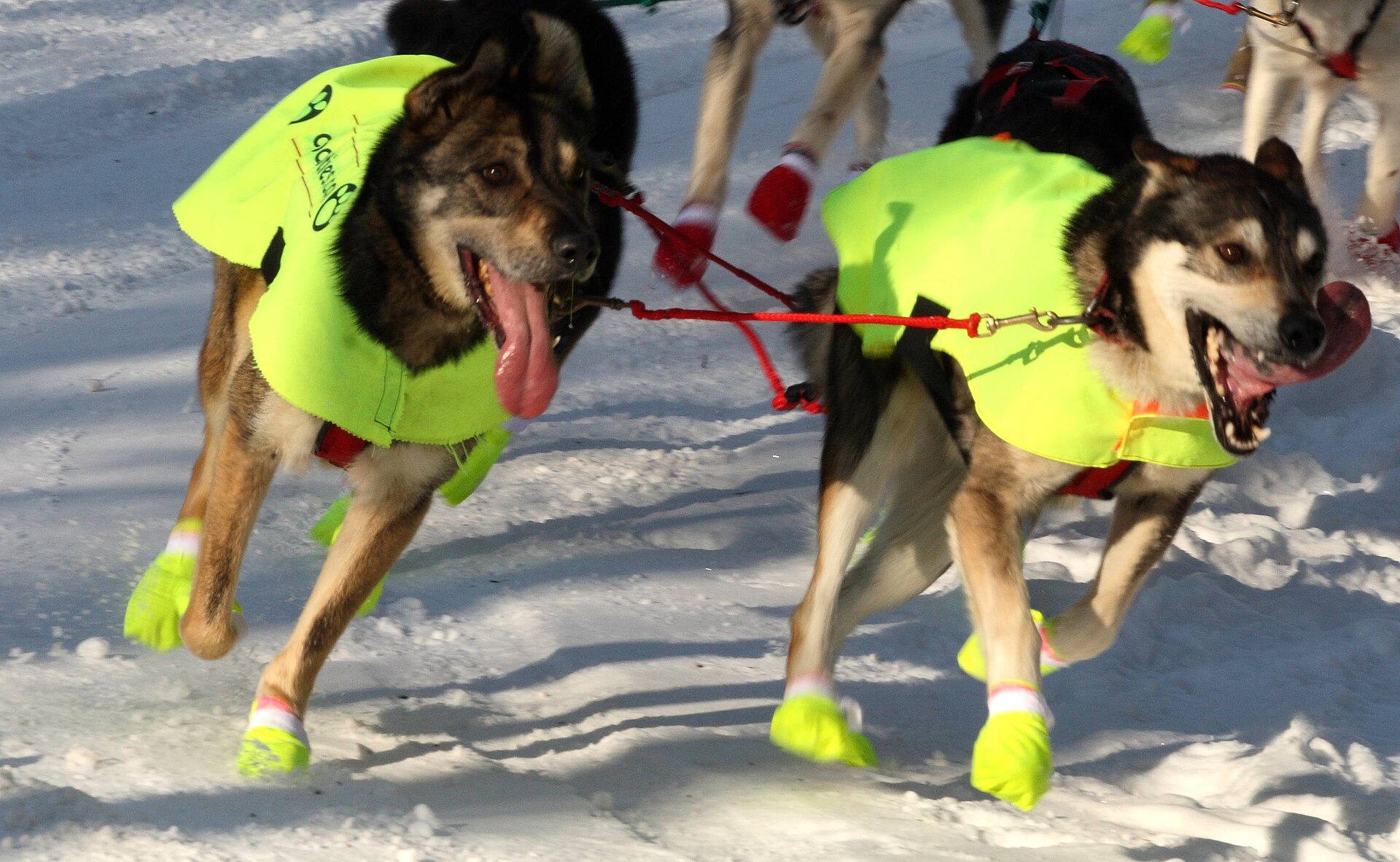 I took these photos on 8 March 2009 at the ceremonial start of the Iditarod sled dog race in Anchorage, Alaska. — Willow, Alaska