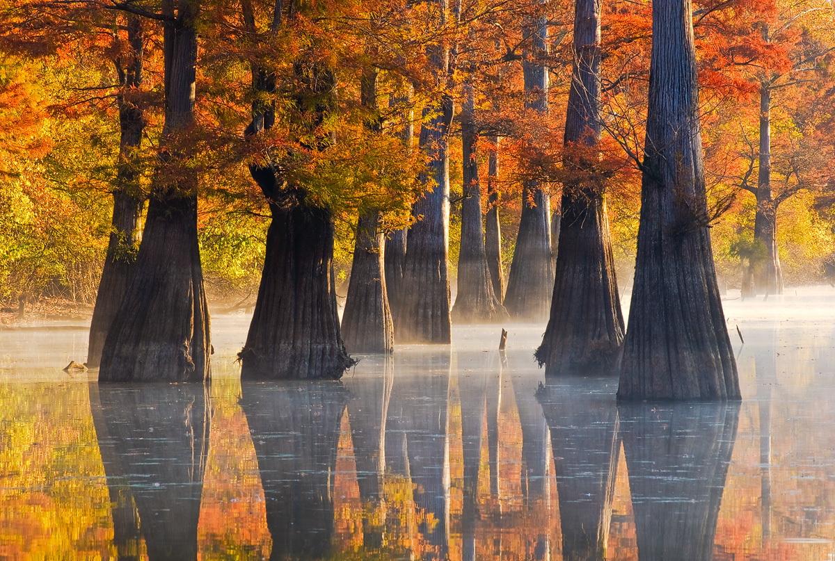 Baldcypress Taxodium distichum trees on the White River in Arkansas — St. Charles, Arkansas