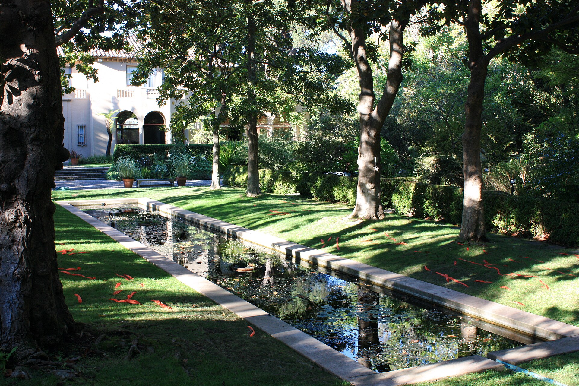 Koi fish pond, Blake Garden, Kensington - northern California