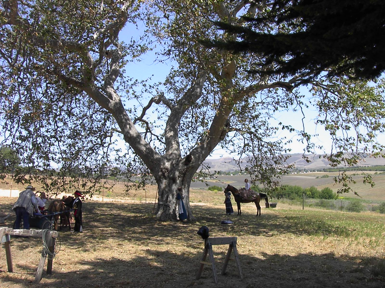 The Capt. Dana Tree at the Dana Adobe, Nipomo, California. Taken during the Rancho Nipomo Heritage Day celebration May 19, 2007. The town of Nipomo is in the background.