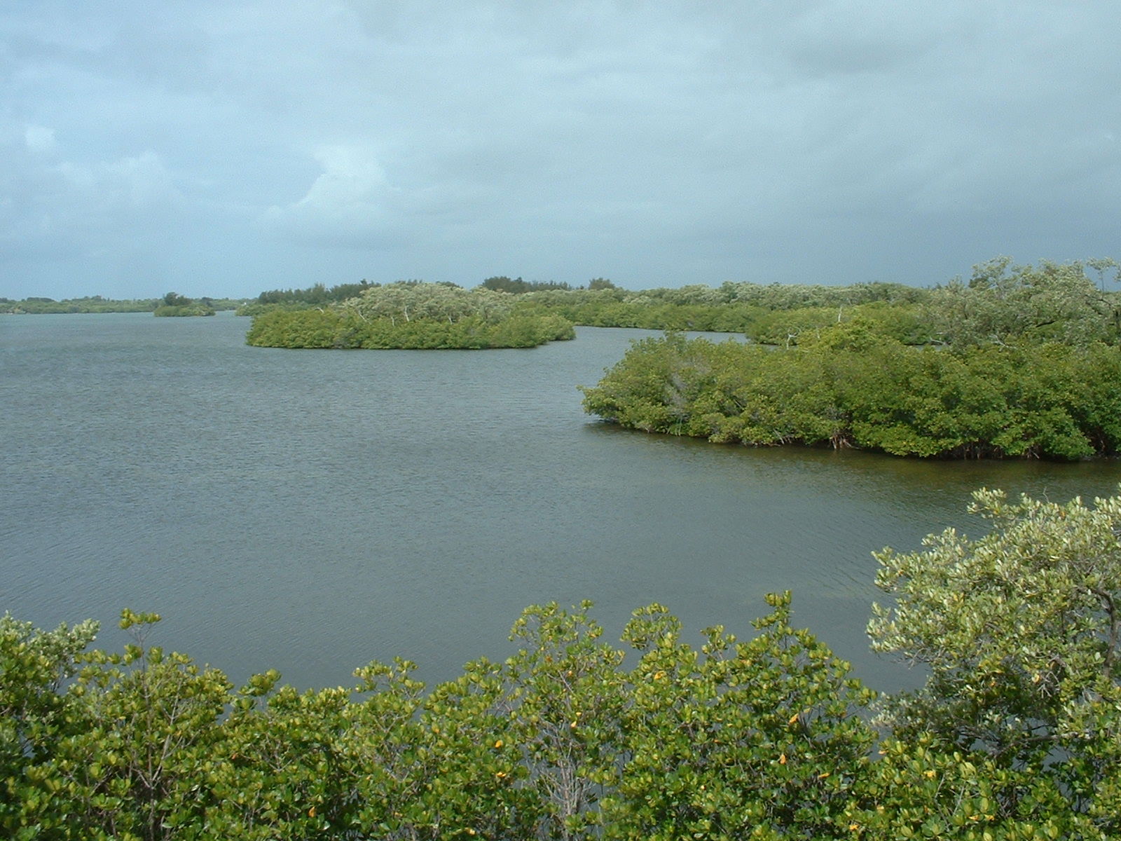 Indian River shore of Sebastian Inlet State Park, Florida — Windsor, Florida