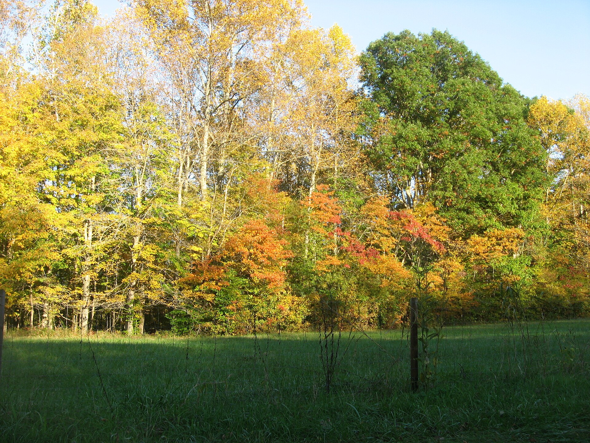 Trees along the eastern side of Heltonville - Bartlettsville Road between those two communities in Pleasant Run Township, Lawrence County, Indiana, United States.