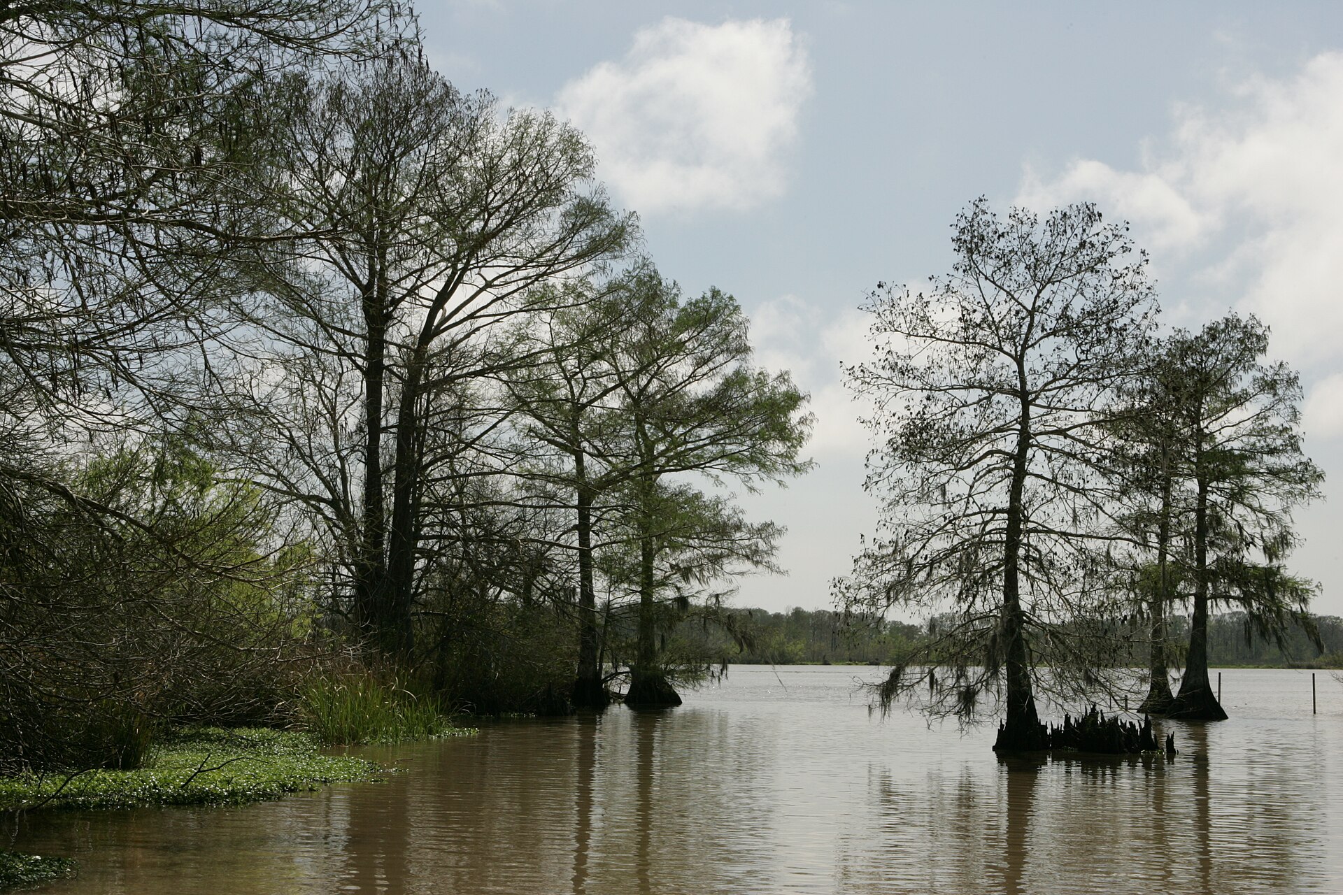 Bald cypress - Lacassine National Wildlife Refuge[1] — Cameron Parish, Louisiana