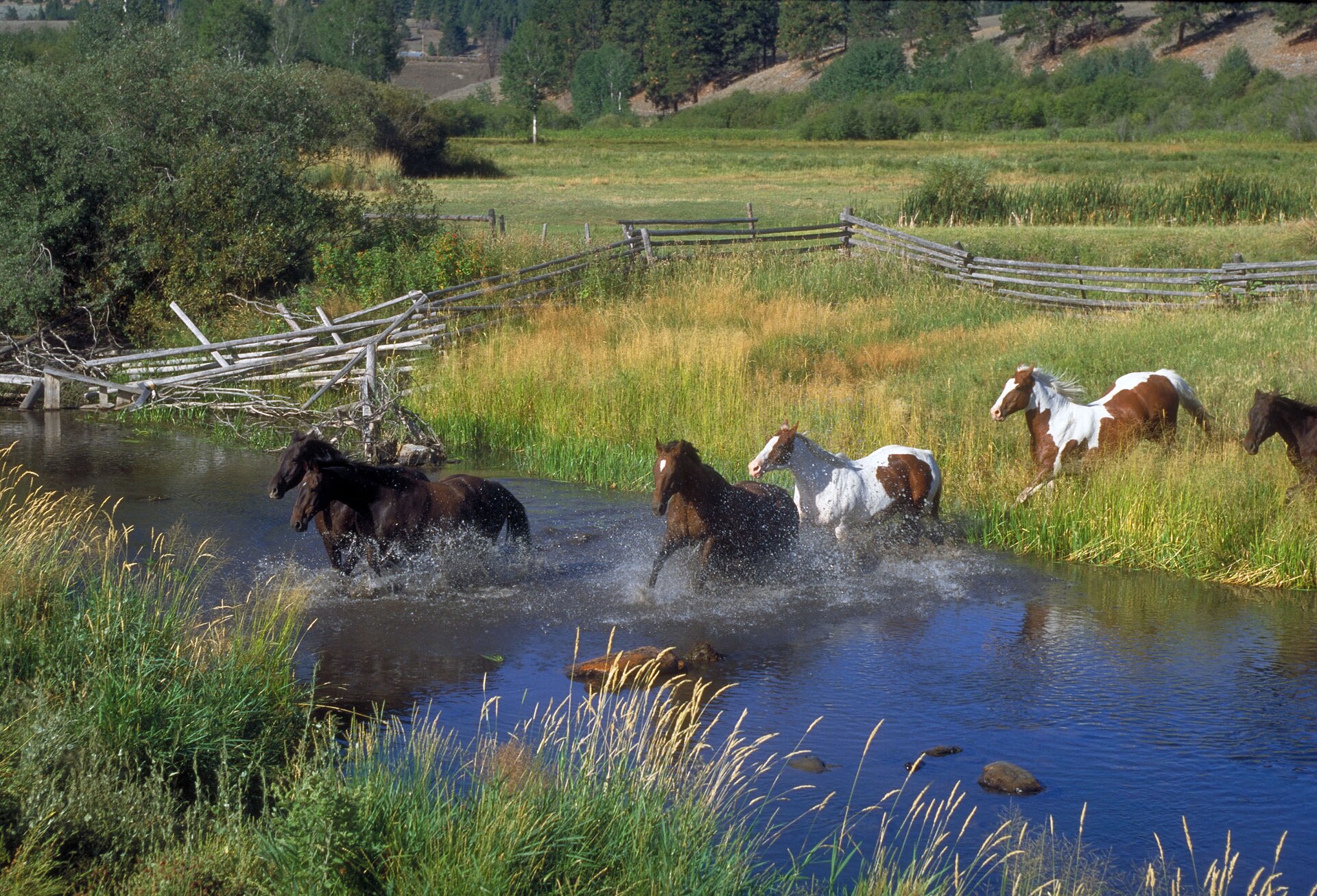 Horses run thru the creek on the McDonald Ranch in Niarada, Montana in September 1999.
