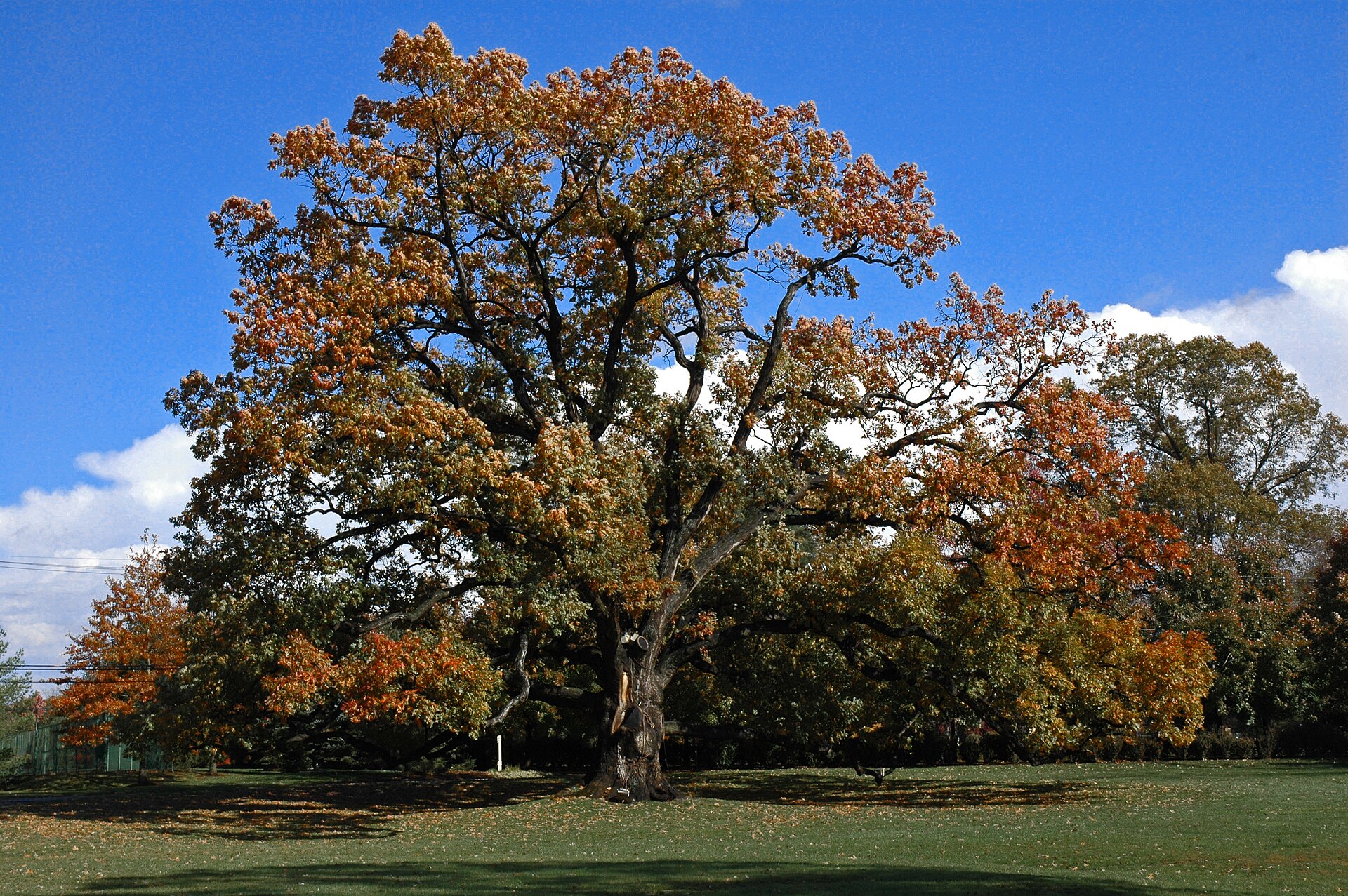 Old oak tree in Florham Park, NJ on the property of Brooklake Country Club. Oak tree is thought to be over 200 years old. Photography by Leif Knutsen. — New Jersey
