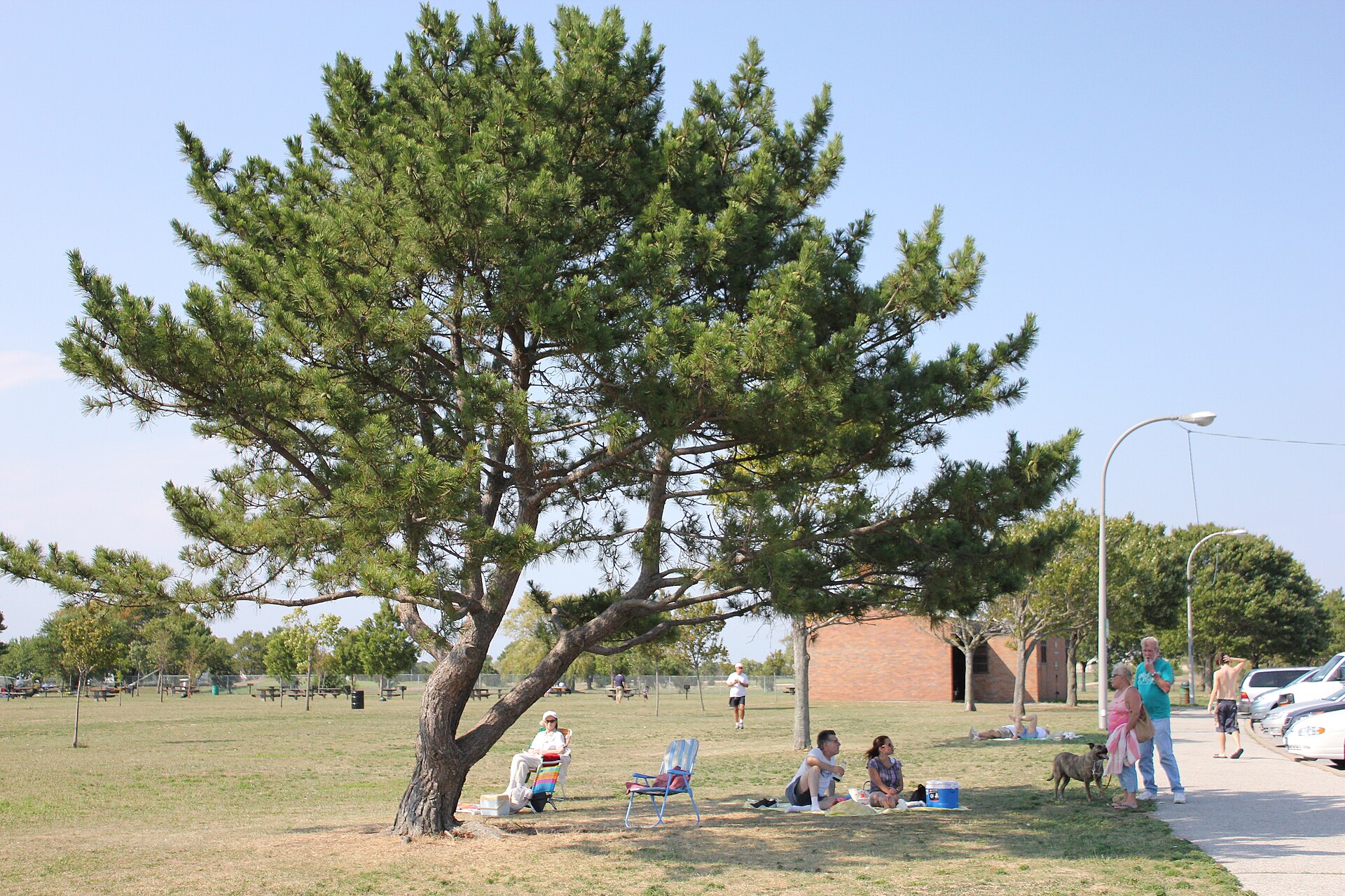 A tree in Bay Park — New York