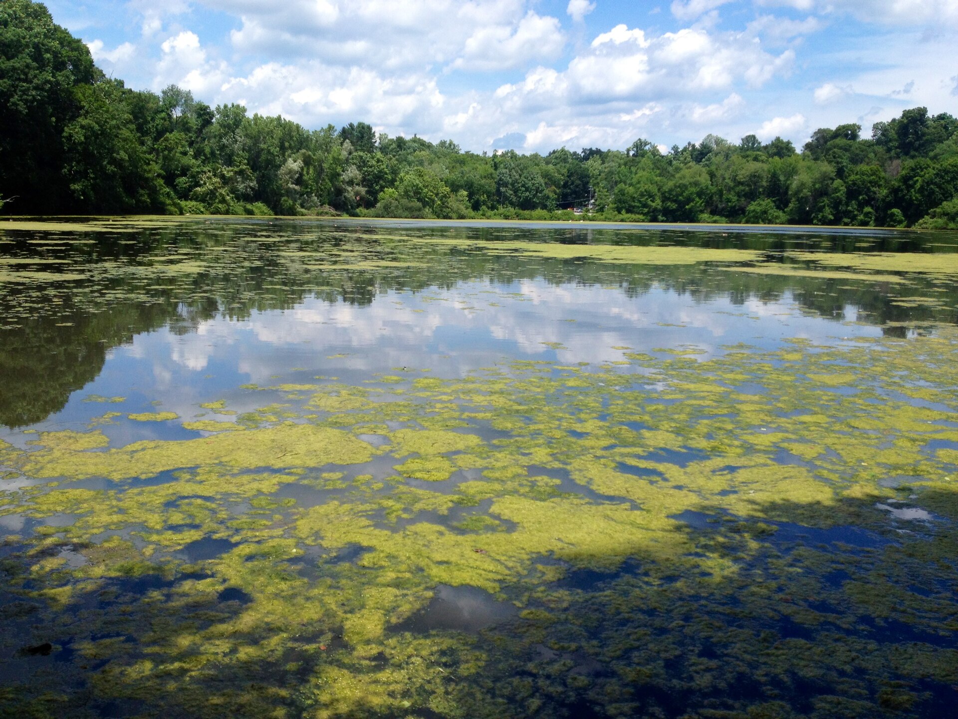 Lake Shenorock, Shenorock, New York, July 2013