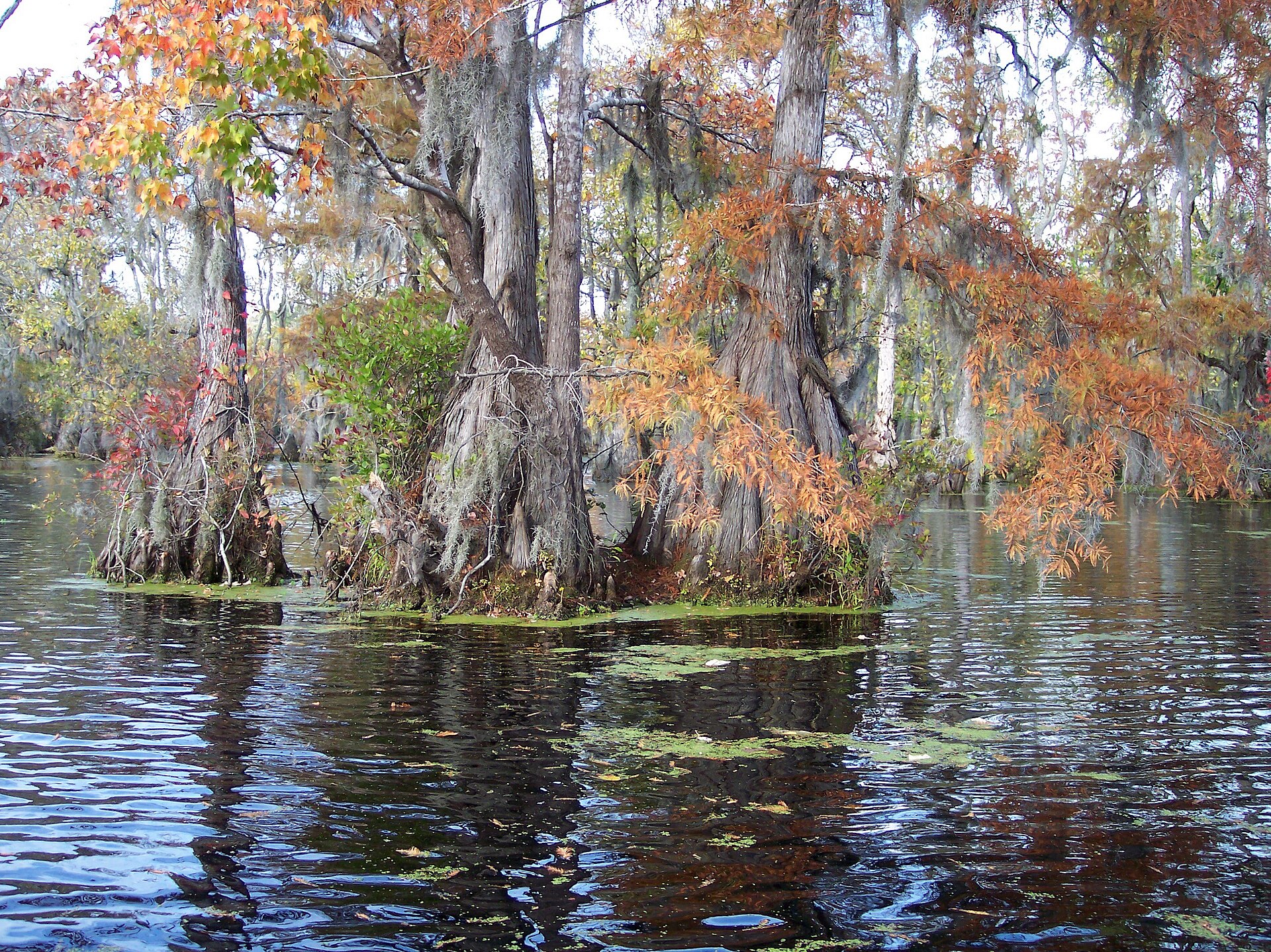 Merchants Millpond State Park in North Carolina — Gates County, North Carolina