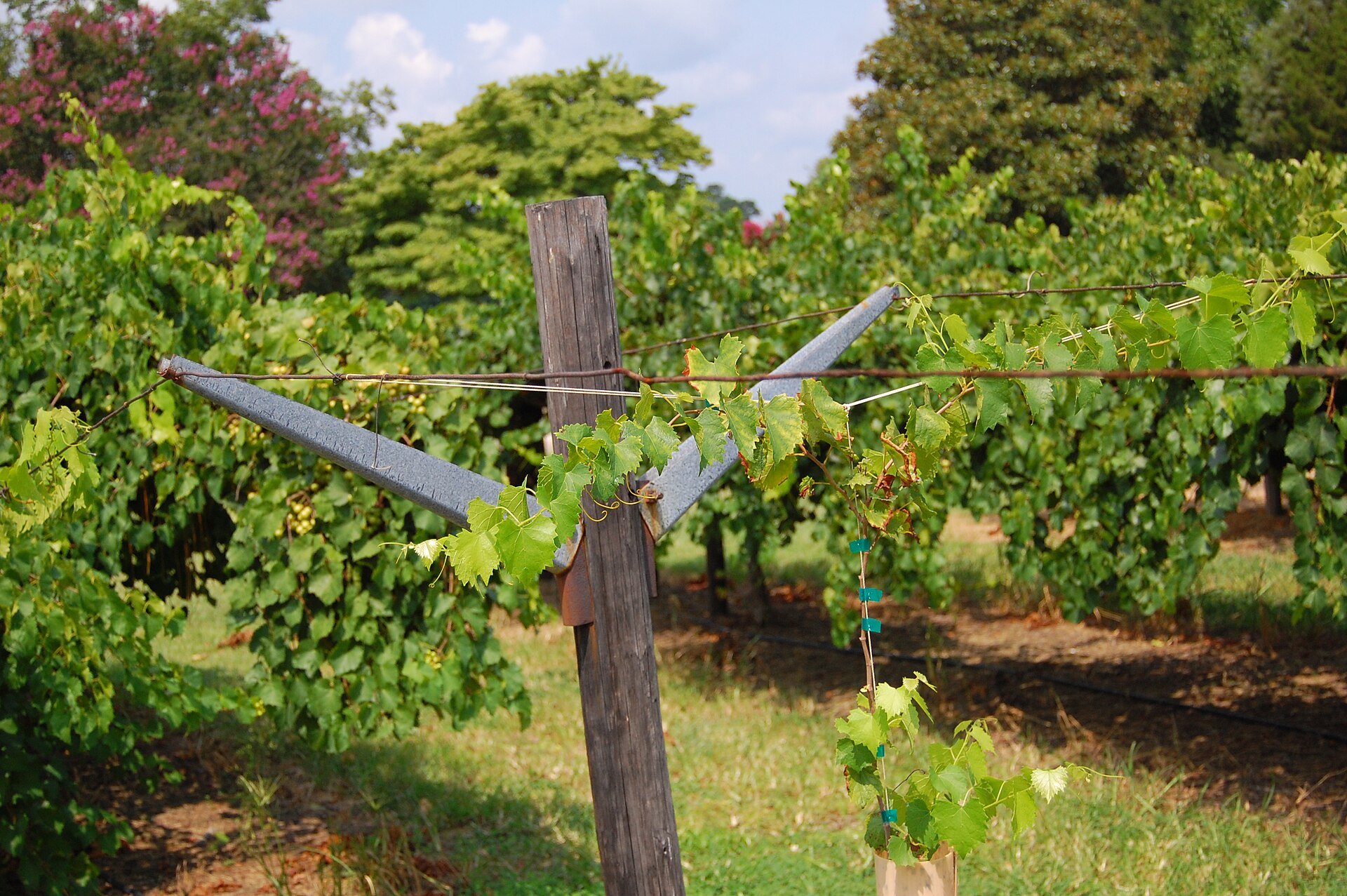 Hinnant Family Vineyards — Pine Level, North Carolina