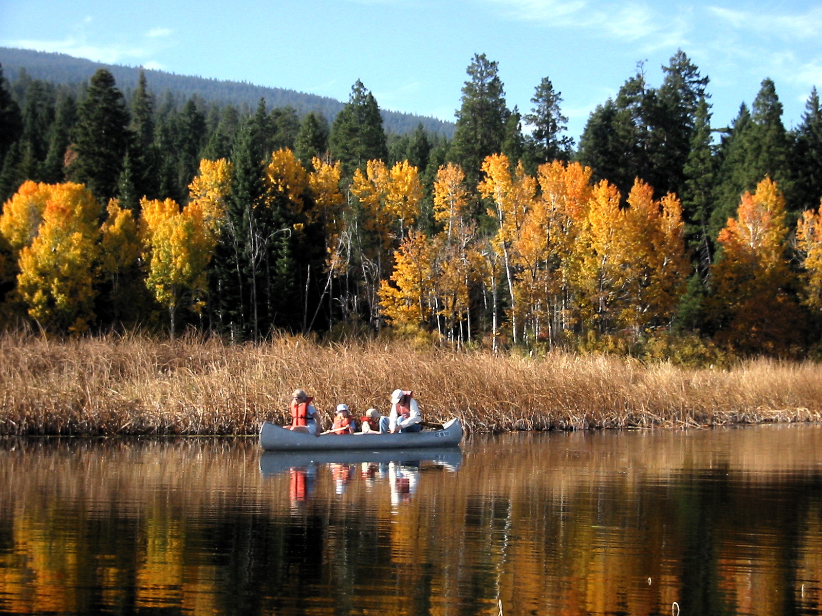 Upper Klamath Lake Canoe Trail; Populus tremuloides, fall foliage; Pinus ponderosa subsp. ponderosa; and Abies concolor — Rocky Point, Oregon