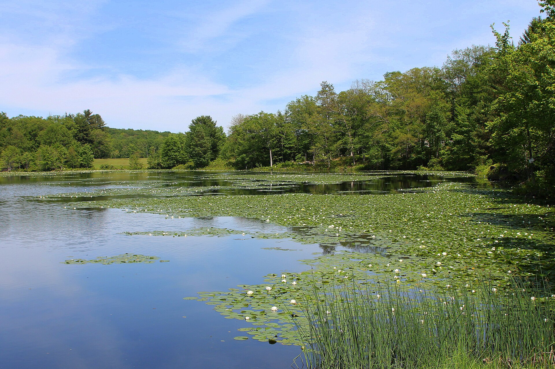 Blue Giant Meadow Lake — Mountain Top, Pennsylvania