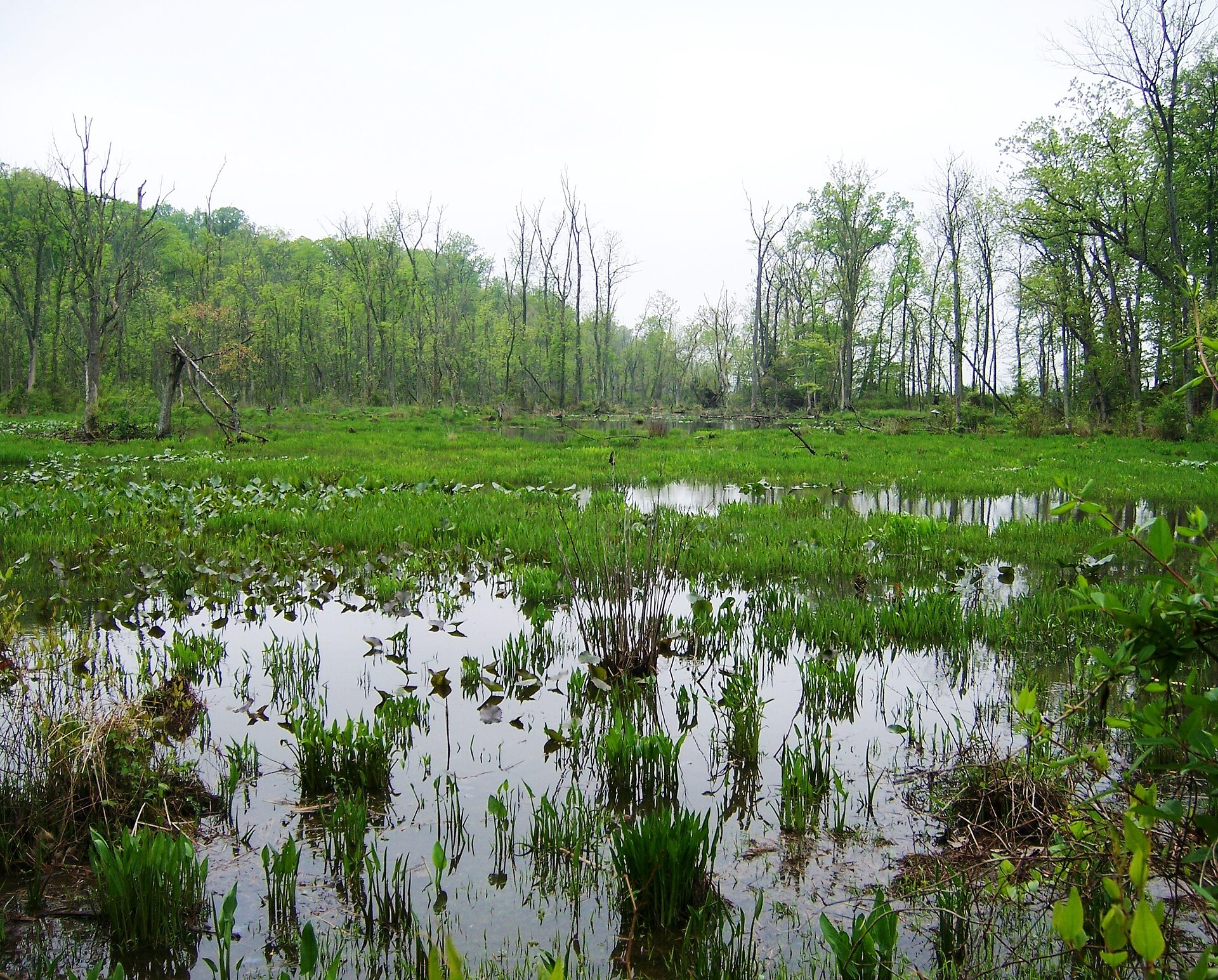 Wetlands in Mason Neck State Park in Virginia