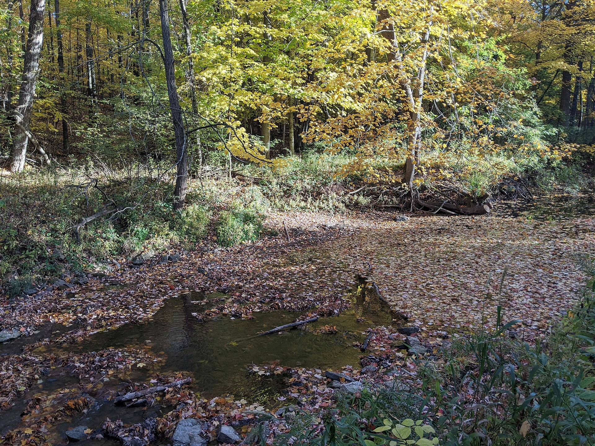 Stream in Don Fries Recreation Area in October 2020 — Combined Locks, Wisconsin