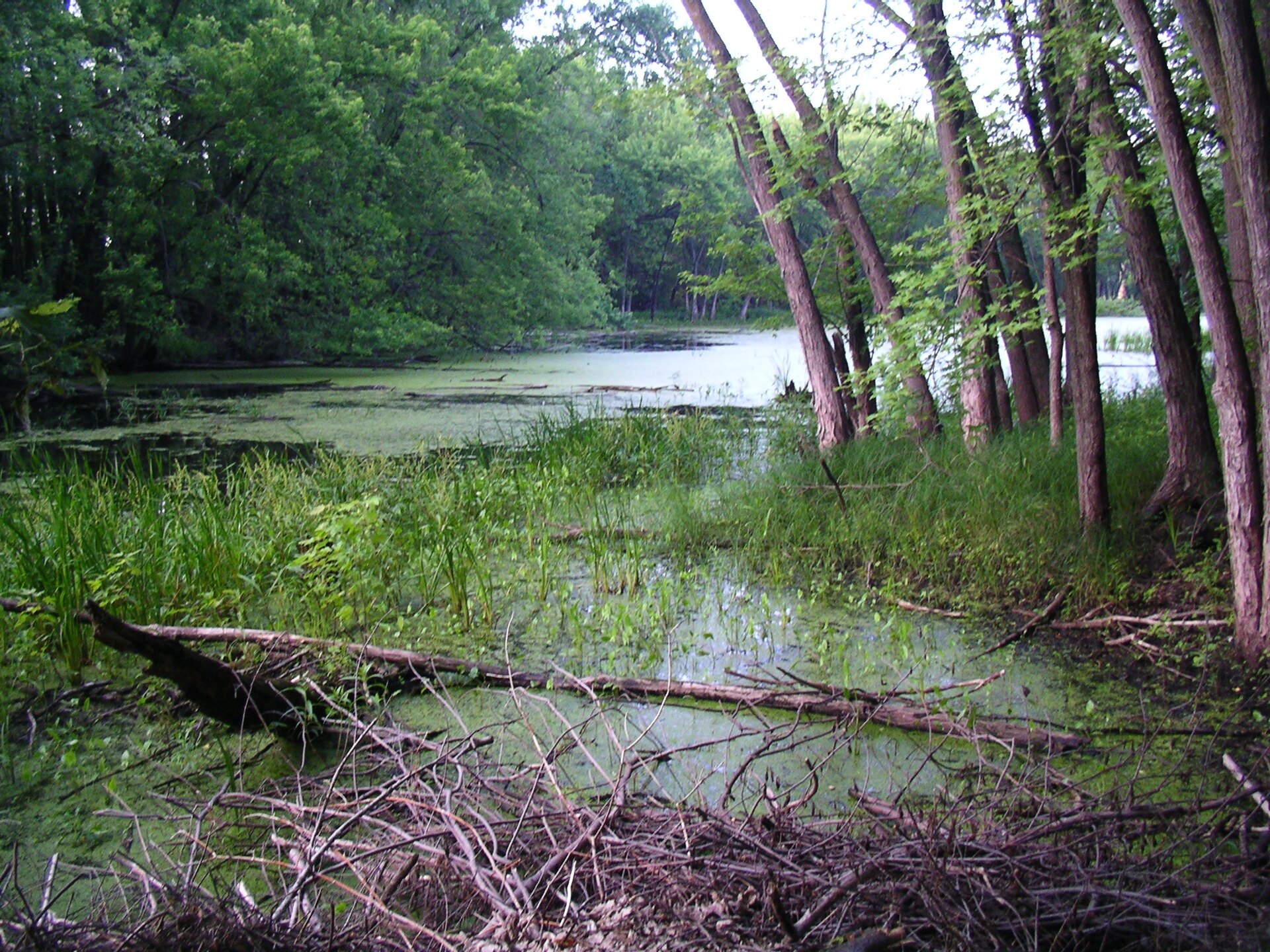 Pierce County Islands State Public Hunting Area in den Mississippi-Auen südlich von Hager City, Wisconsin